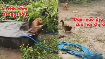 Chú chó bị đàn vịt 'đánh' sấp mặt vì tội vô ý