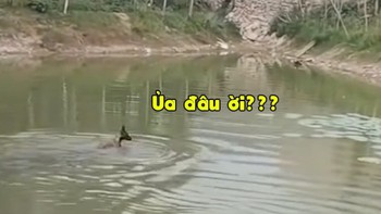 Màn rượt đuổi không cân sức của vịt và chó