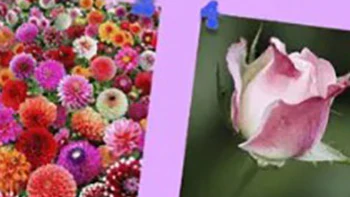 Quiz: Hoạt động nào bộc lộ khía cạnh đặc biệt của bạn?
