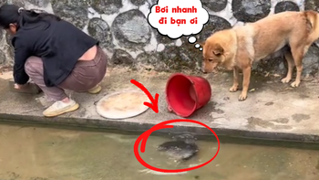Khi nhà có chú chó thích phóng sinh