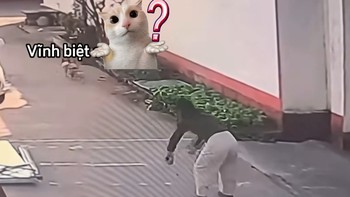 Corgi giận dỗi bỏ đi vì bị cô gái đá bóng trúng mặt