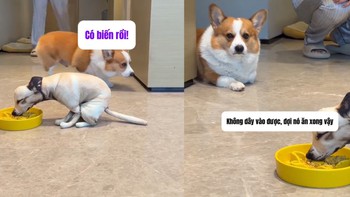 Chú chó phản ứng cực hài khi bị cậu chủ troll bằng chó giả