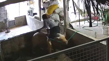 Cô chủ hét toáng vì bị 'Trư Bát Giới' trêu ghẹo