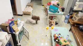 Chú chó lém lỉnh đổ lỗi cho đồng bọn siêu hài hước