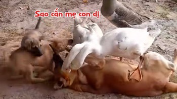 Hai chú chó con lao vào cứu mẹ khỏi bị ngỗng cắn
