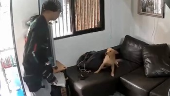 Cậu chủ hú hồn vì chó cưng tưởng là người lạ