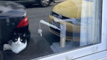 Mắt 10/10 mới thấy con mèo thứ hai ở đâu