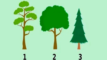 Quiz: Bạn có tư duy chín chắn và định hướng rõ ràng cho tương lai?