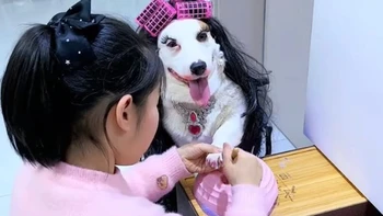 Chú chó ngoan ngoãn ngồi im cho cô chủ sơn móng tay