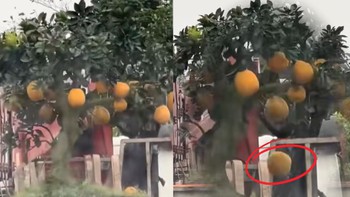 Mua cây bưởi 8 triệu về trưng Tết, đi đoạn đường quả rụng mất nửa cây