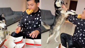 Chú chó nổi cáu vì bị ông chủ trêu chọc