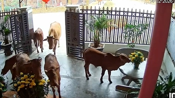 Gia chủ được đàn bò lạ vào nhà 'chúc Tết sớm'