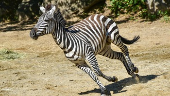 Vì sao con người không thuần hóa được ngựa vằn?