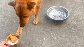 Chú chó nhường miếng thịt ngon cho ông chủ