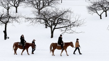 Cưỡi ngựa giữa trời tuyết Hokkaido