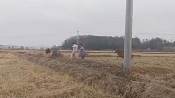 Hai cô gái ra đồng 'sống ảo' bị bò rượt chạy trối chết