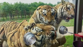 Gần 200 con hổ phải ăn kiêng vì ăn uống quá đà dịp Tết