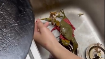 Cô gái hét vang trời khi bị cua kẹp