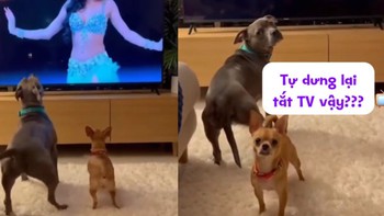 Hai chú chó nổi cáu vì bị cô chủ trêu ghẹo