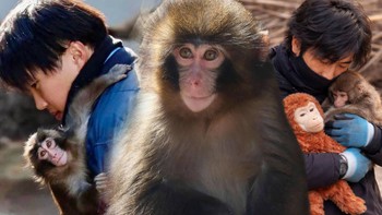 Chú khỉ 'mồ côi' và vòng tay ấm áp của hai 'người mẹ' bất đắc dĩ