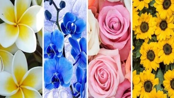 Quiz: Loài hoa yêu thích tiết lộ nhiều điều về tính cách của bạn
