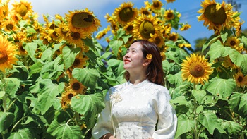 Vườn hướng dương dưới chân núi Ngũ Hành Sơn nở rộ, hút khách tham quan