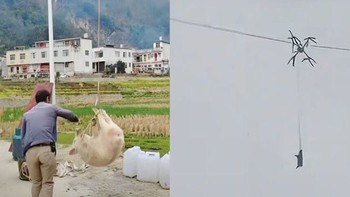 'Chở' heo bằng drone khiến cả thôn mất điện