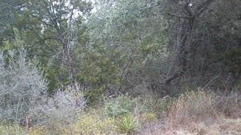 'Mắt thần' mới thấy con báo ẩn giấu ở đâu