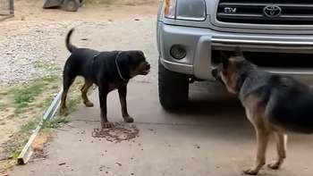 Chú chó hết sủa khi gặp Becgie Đức