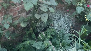 Mắt thần mới thấy được con chó ở đâu