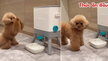 Chú chó nổi quạu vì xin mãi mà cô chủ vẫn không cho ăn