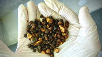 Có một thứ trong bụng con bò còn đắt hơn cả vàng