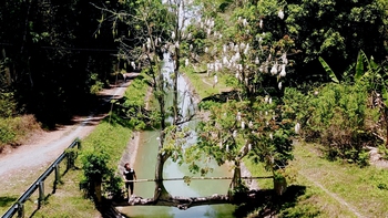 Cầu cây gòn độc lạ ở An Nhơn Tây (TP.HCM), du khách mong đừng ai làm hại cây