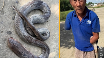 Dân mạng gọi cụ ông kẹp rắn hổ mang về nhà sau khi bị cắn là Dương Quá