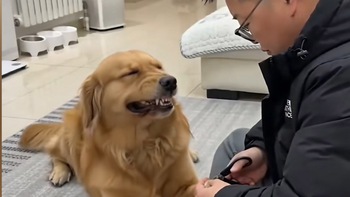 Chú chó cười duyên khi bị sen nhắc nhở