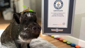 'Chú heo biết nói gốc Việt' lập kỷ lục Guinness