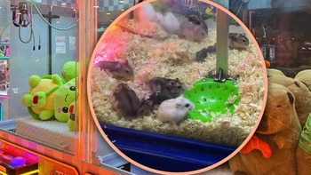 Chịu nổi không: Nhét chuột hamster vào... máy gắp thú bông