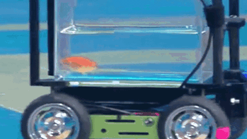 Cá vàng 'lái xe' lập kỷ lục Guinness