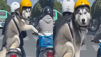 Những biểu cảm hài hước của chó Husky