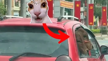 Tài xế dùng ô tô 5 chỗ chở hai con bò