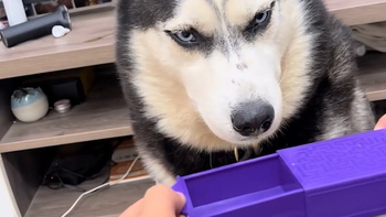 Husky cười khoái chí trước màn ảo thuật của sen