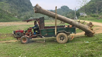 Cô gái một mình đưa cây xoan khủng lên thùng xe