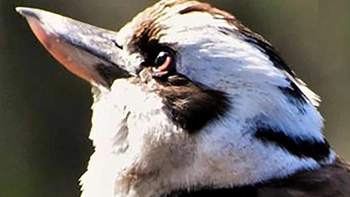 Bạn thấy chim hay dê trước? Câu trả lời tiết lộ bạn độc lập hay kiên cường