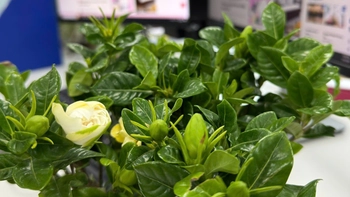 Hoa dành dành là hoa gì mà 'gây nghiện' từ câu hát đến việc tìm mua?