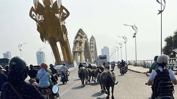 Bầy trâu 'đi lạc' lên cầu Rồng và trung tâm Đà Nẵng, chính quyền đang kiểm tra