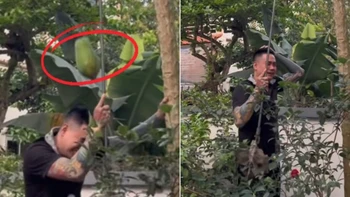 Nghe vợ chỉ đạo hái đu đủ và cái kết khiến ai cũng nghĩ đến Newton