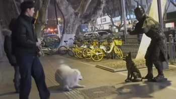 Chú chó Samoyed xỉu ngang khi bị 'tượng người' hù