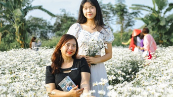 Vườn cúc họa mi trái mùa hút khách check-in giữa lòng Đà Nẵng