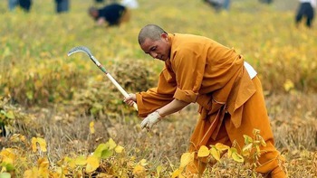 Các nhà sư Thiếu Lâm Tự làm nông