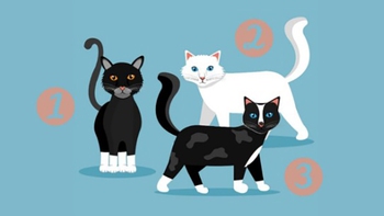 Quiz: Khi gặp vấn đề, bạn giải quyết như thế nào?